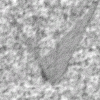grey11.gif